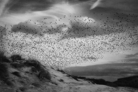 The Birds