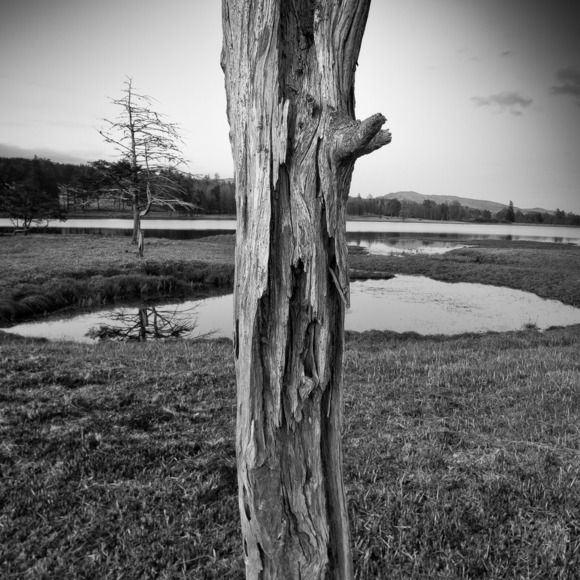 Old tree