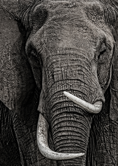 Crooked Tusker