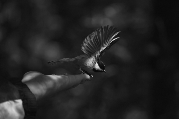 Chickadee Pre-Flight