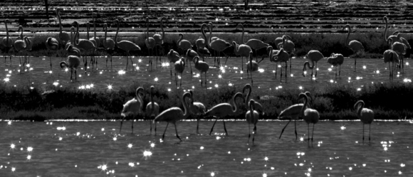 Flamingos
