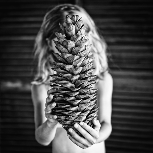 Pinecone, 2012
