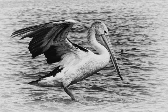 PELICAN