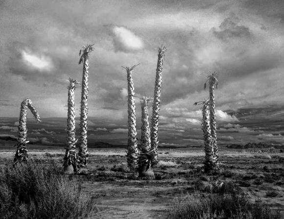 A death in the desert 1