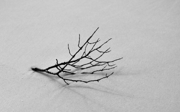 Branch