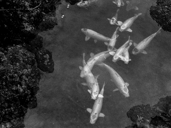 Untitled (Koi)