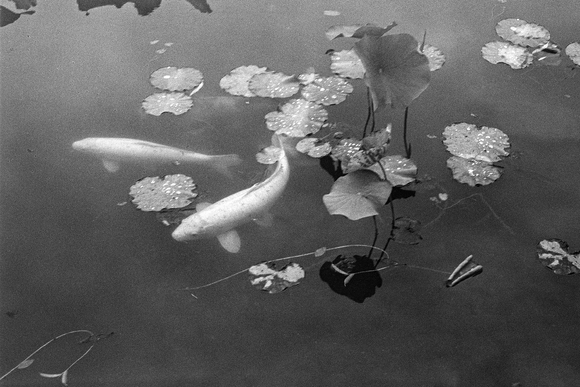 Untitled, Koi #1