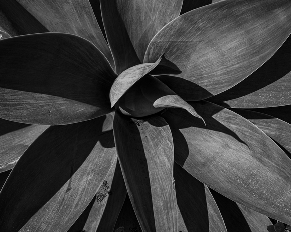 Agave, Legion of Honor, SF