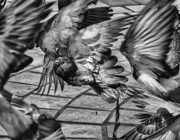 Pigeons