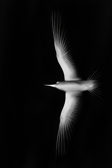 Dark Flight