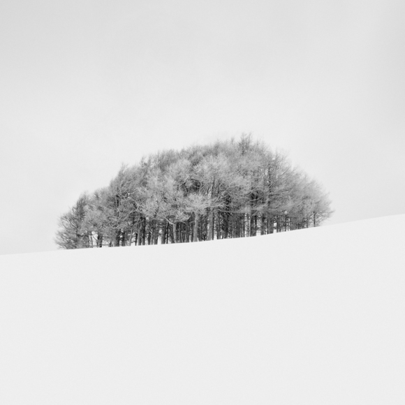 Grove of Trees