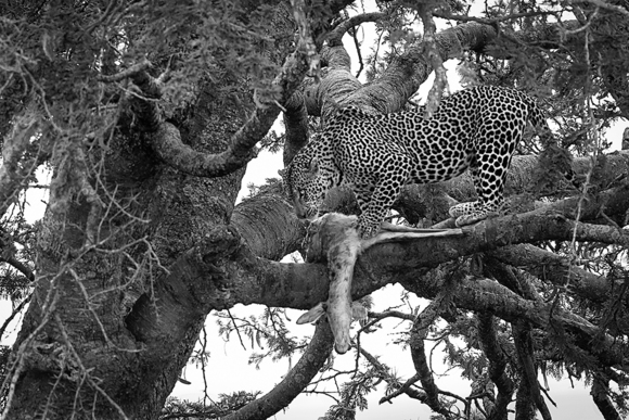 leopard with kill