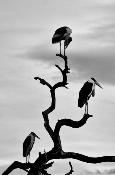 Marabou Stork, Kenya