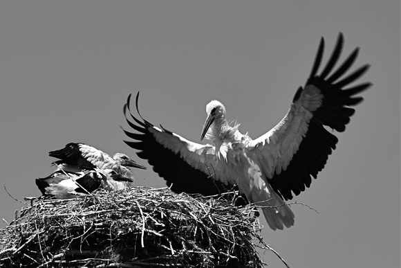 Stork land to feed the chicks