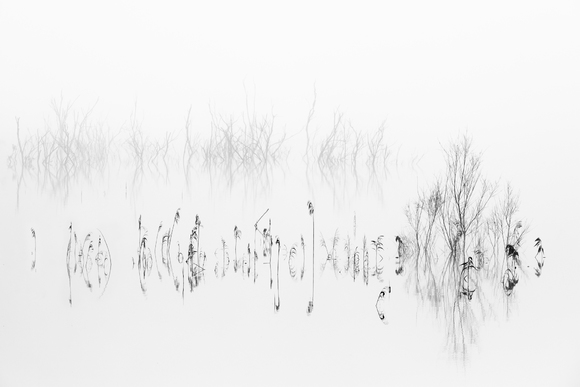 Vegetal Symphony