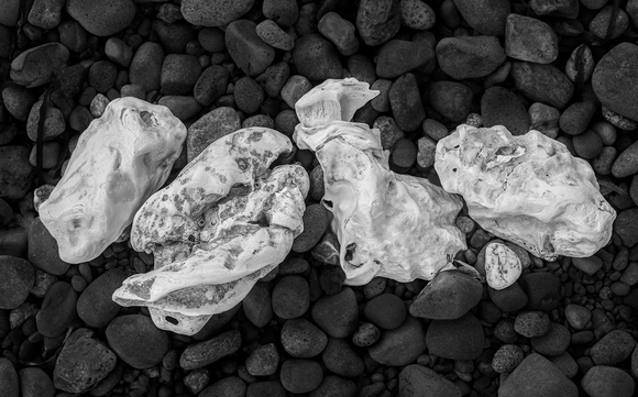 Oyster Still Life #2