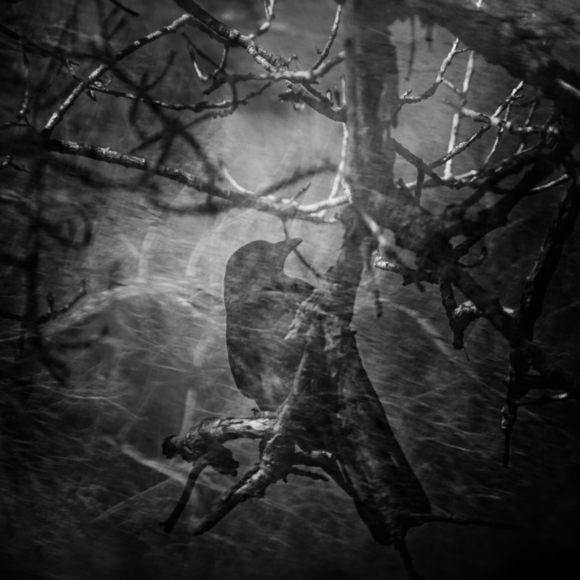 Crow