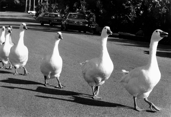 Ducks In A Raw