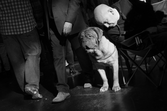 Man and Dog