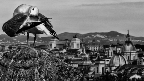 Ali Su Roma (Wings Over Rome)