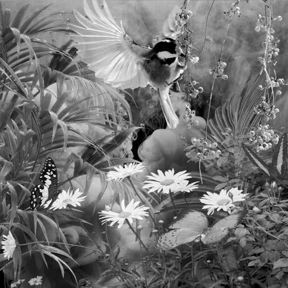 Humming bird
