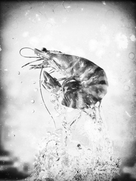 Shrimpy