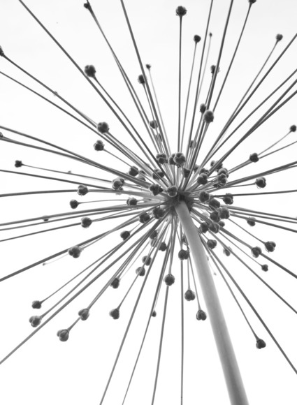 Network