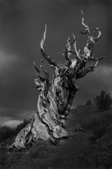 BRISTLECONE PINE I 
