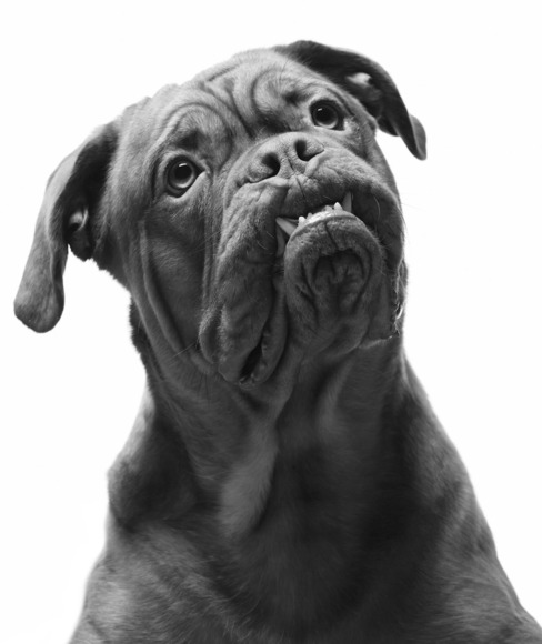 Mastiff