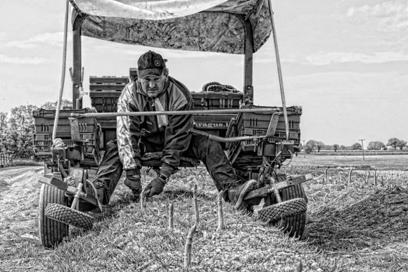 Cutting the Asparagus