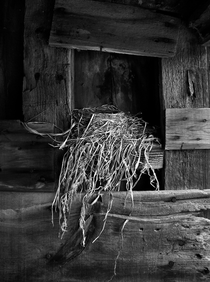 Nest