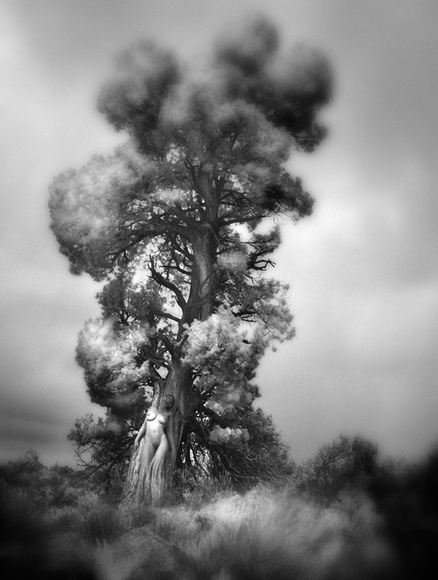 Dryad