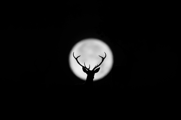 Moonlight Dear