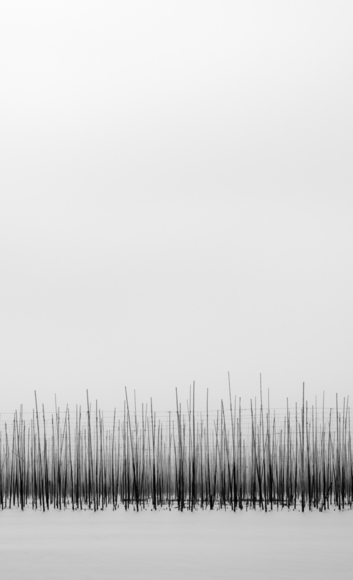 Pulse
