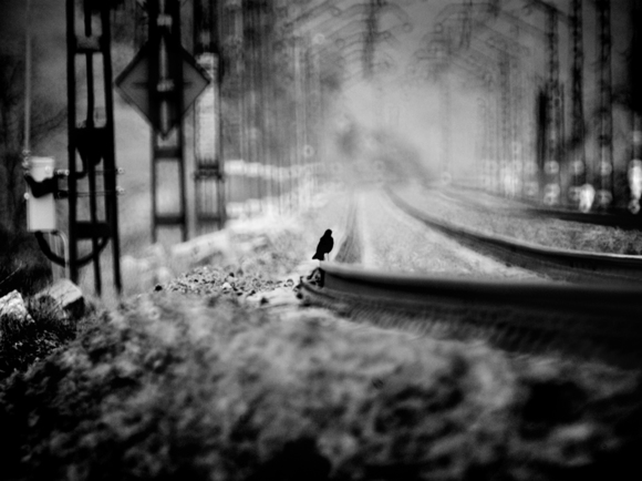 Blackbird