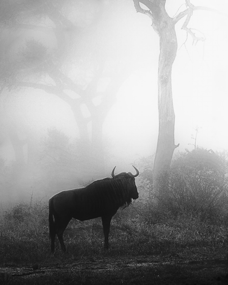 Early morning on the veld