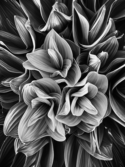 Corn Lily