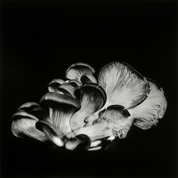 Oyster Mushroom 13