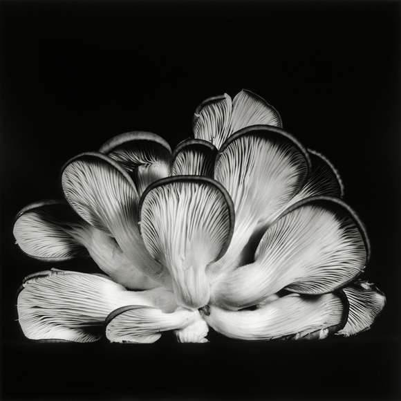 Oyster Mushroom 15