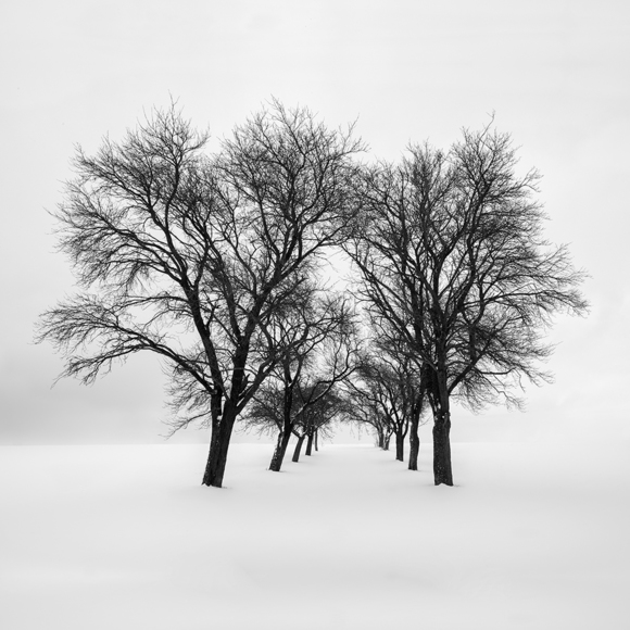 Grove