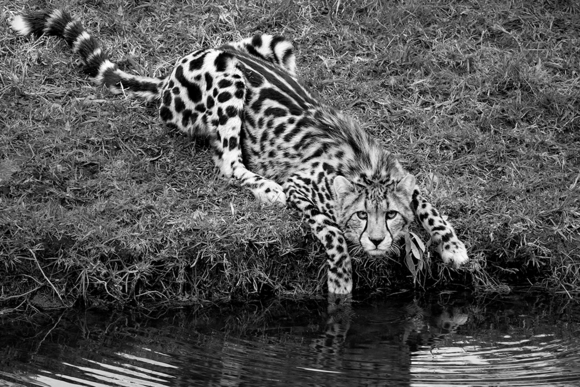 Cheetah