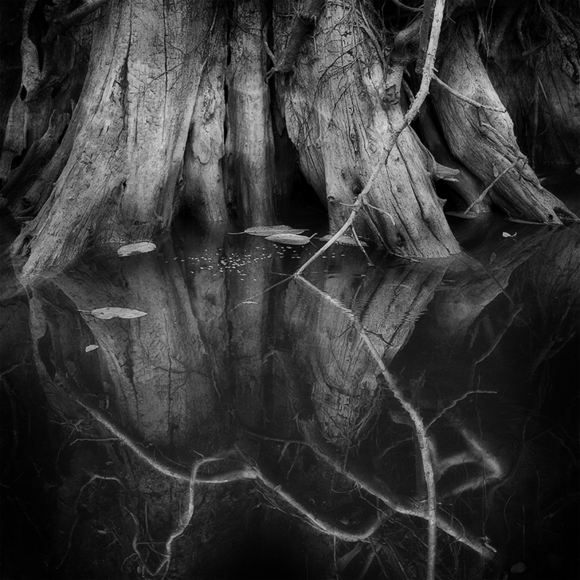 Roots