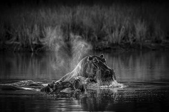 Hippos
