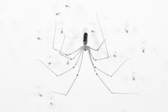 Pholcus and family