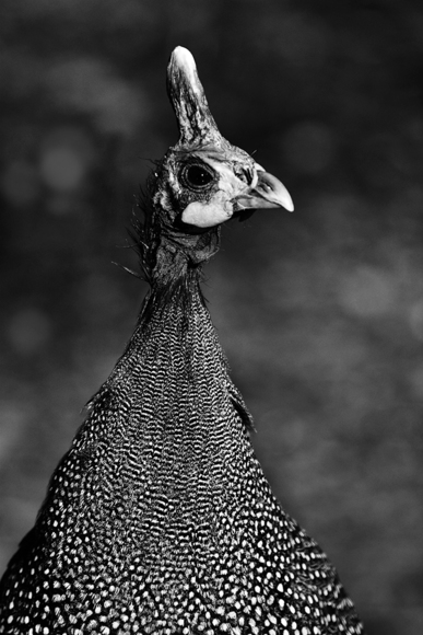Guineafowl