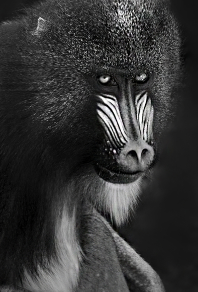 Mandrillus Sphinx