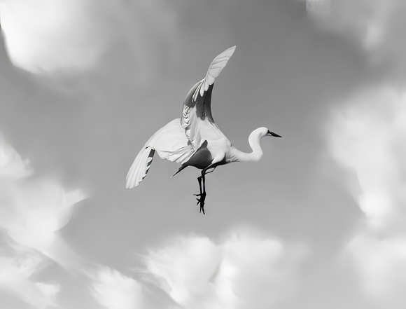 Snowy Egret