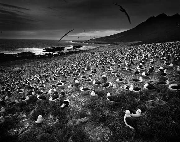Albatrosses