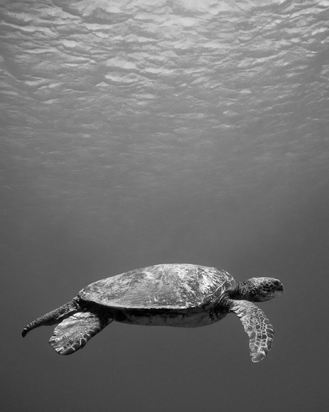 Honu Cruising