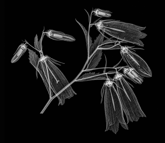 Bell Flower Floral Xray